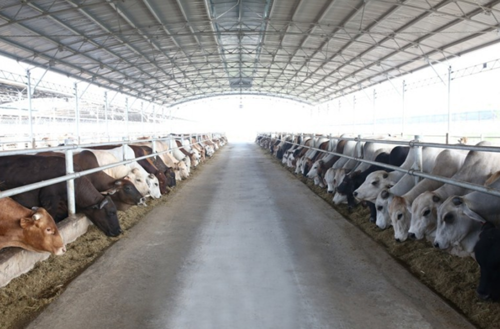 Sau khi lợi nhuận tăng gấp rưỡi trong 2025, Nông nghiệp Hòa Phát đặt kế hoạch giảm 37% cho 2026