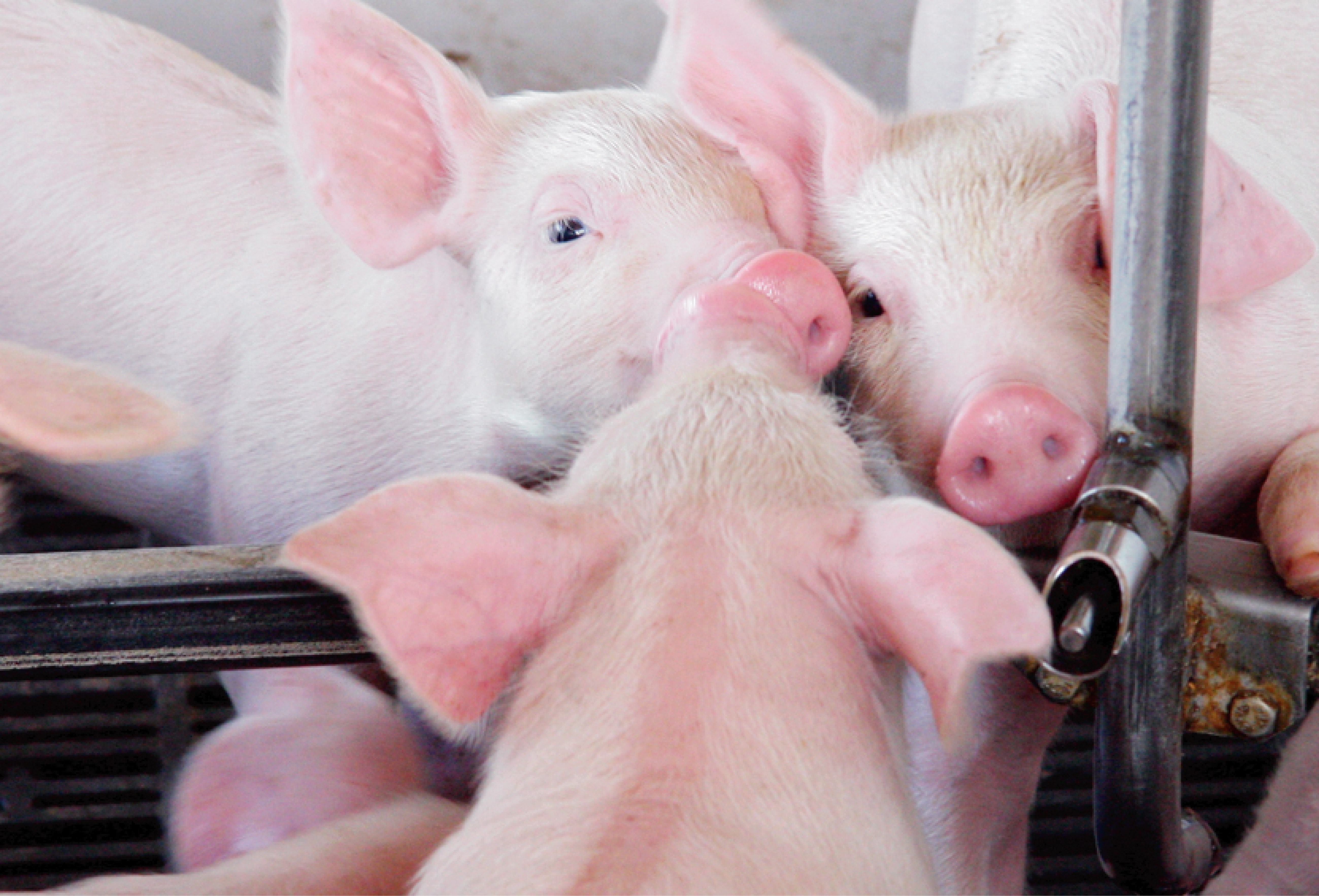 Việt Nam: nguồn cung thực phẩm vững chắc nhưng chịu thách thức biến đổi khí hậu