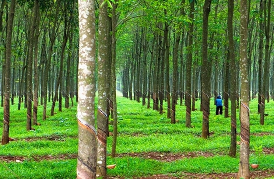Sản lượng bù giá bán, Cao su Đồng Phú báo lãi quý I/2026 tăng 56%