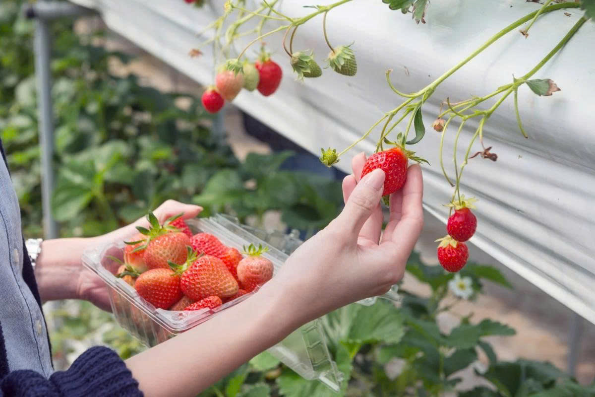 Cả thập kỷ biến trái cây đỏng đảnh bậc nhất thành "mỏ vàng" xuất khẩu của Hàn Quốc
